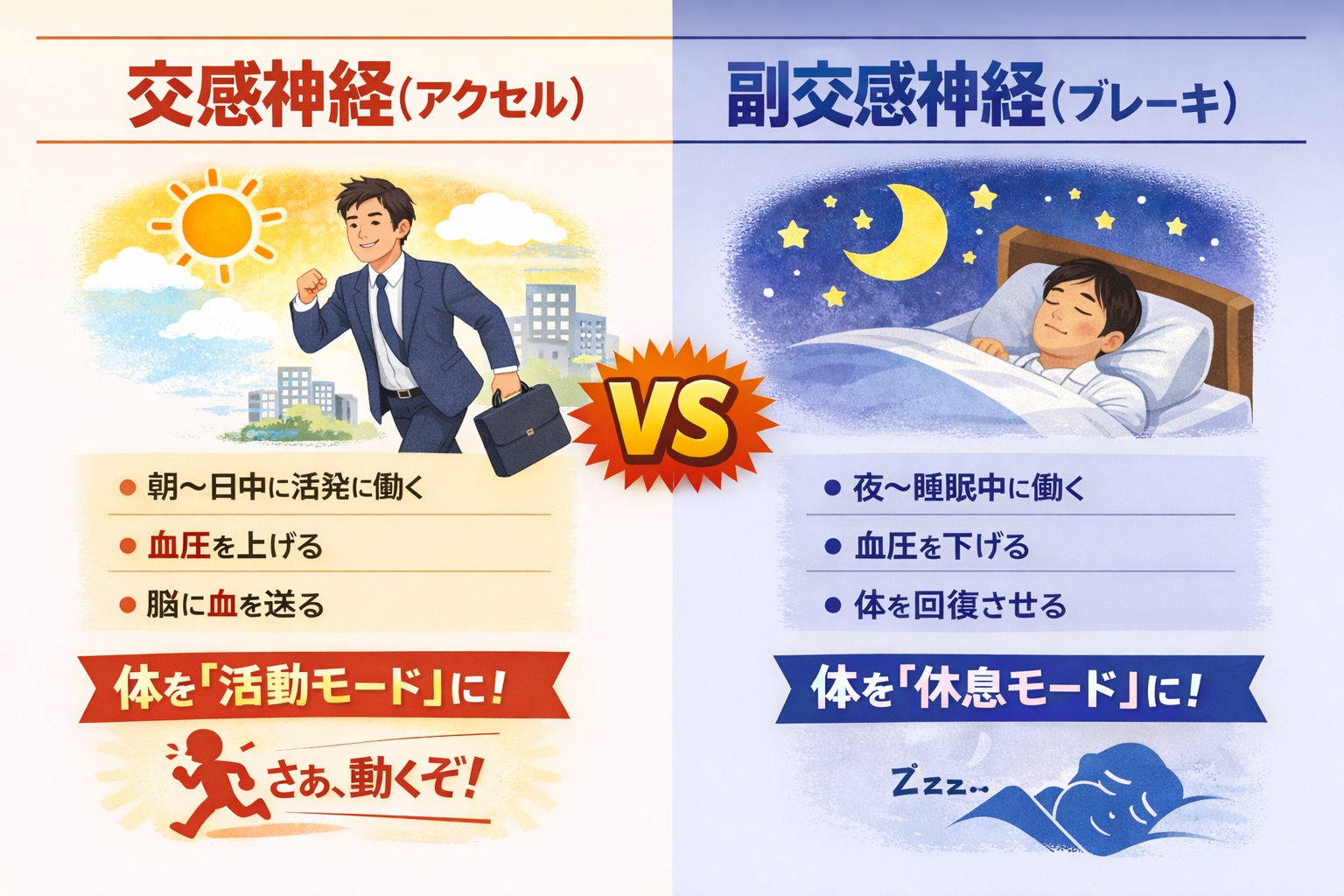 神経の種類：交感神経（アクセル）＝活動・緊張・戦闘。心拍数や血圧が上がり、脳が覚醒。副交感神経（ブレーキ）＝休息・リラックス・回復。心拍数や血圧が下がり、眠気が訪れる。