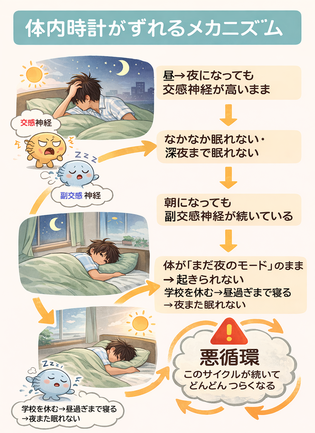 【体内時計がずれるメカニズム】昼→夜になっても交感神経が高いまま。なかなか眠れない・深夜まで眠れない。朝になっても副交感神経が続いている。体が「まだ夜のモード」のまま→起きられない。学校を休む→昼過ぎまで寝る→夜また眠れない。⚠このサイクルが続いてどんどんつらくなる。