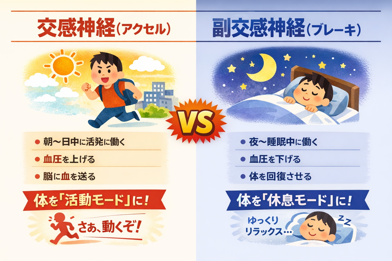 交感神経（アクセル）：朝〜日中に活発に働き、体を「活動モード」にする。血圧を上げ、脳に血を送り、「さあ、動くぞ！」という状態をつくる。 副交感神経（ブレーキ）：夜〜睡眠中に働き、体を「休息モード」に。血圧を下げ、体をゆっくり回復させる。